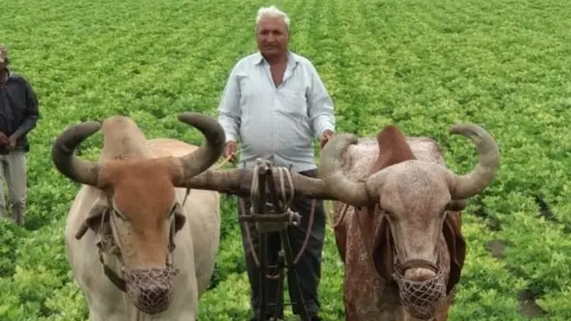 ખેડૂતોને નુકસાન ભરપાઈ કરી આપવા માટે ગુજરાત સરકારે શરૂ કરી હતી યોજના (પ્રતીકાત્મક તસવીર)