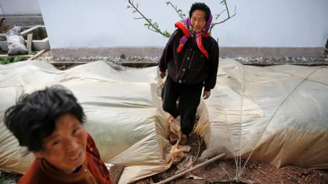 장촌 채소협력조합 농장의 여성 근로자들