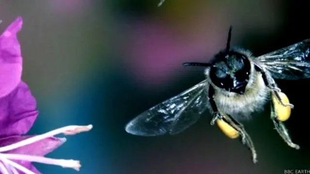 किटकांच्या अनेक प्रजाती होतायेत नष्ट, पण माशा आणि झुरळ्यांच्या संख्येत वाढ