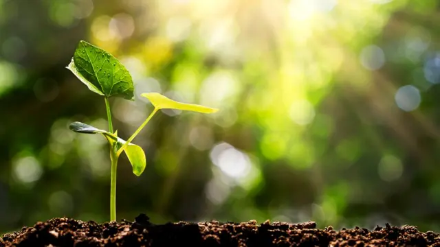 Из-за того, что растения часто одного цвета и не двигаются, наш мозг воспринимает их как нечто однородное и не стоящее внимания