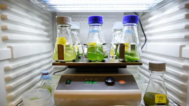 bottles inside a fridge