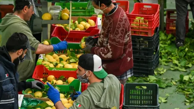 İtalya'da bir limon firması
