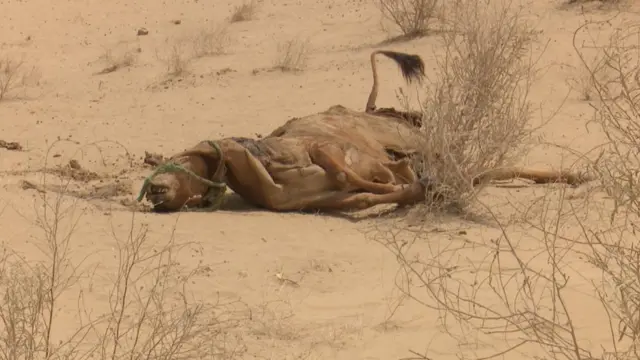 چولستان مویشی