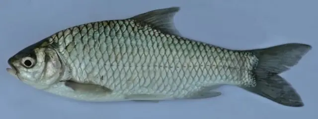 দেশি সরপুঁটি