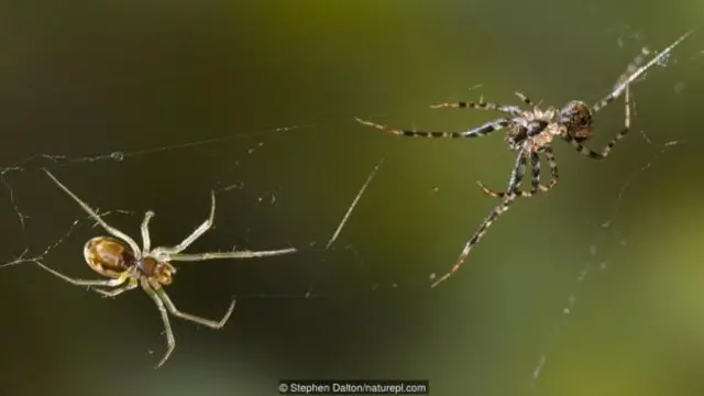 Laba-laba bajak laut (Ero sp., kanan) memburu laba-laba uang (Linyphiidae, kiri).