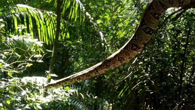 Serpiente pitón
