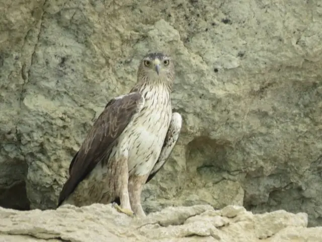 جغد کوه خائیز