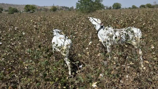 రైతుల ఆత్మహత్యలు, వ్యవసాయ సంక్షోభం