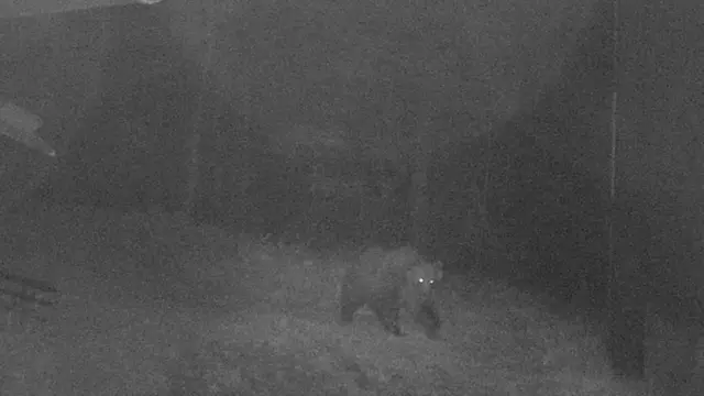 A brown bear that escaped a wildlife enclosure roams the woods in Italy