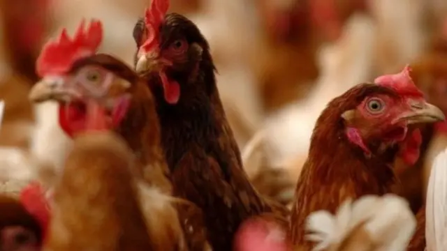 માર્ચ 2021માં બર્ડ ફ્લૂએ માથું ઊંચક્યું એ વખતે ગુજરાતના વિવિધ જિલ્લાઓમાં બર્ડ ફ્લૂના કારણે પક્ષીઓનાં મોત થયાં હતાં.