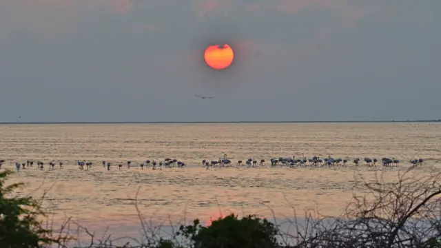 தனுஸ்கோடி வரும் பிளமிங்கோ.