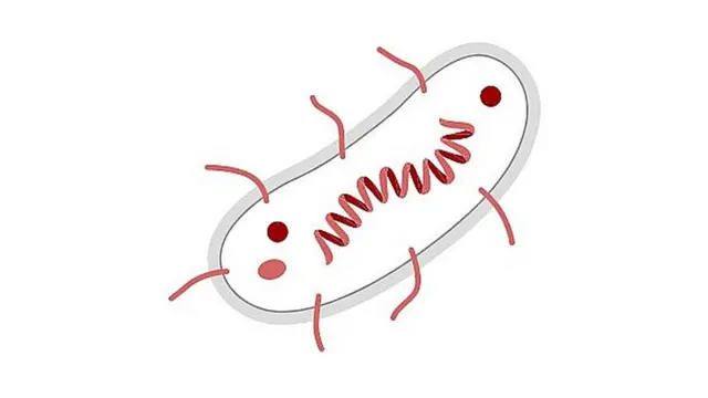 బ్యుబోనిక్ ప్లేగు