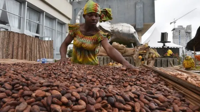 За даними Всесвітнього банку, вирощування какао приносить Кот-д'Івуару 15% ВВП