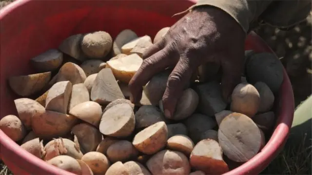 કૃષિ પેદાશો