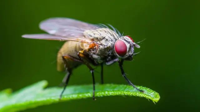 Les mouches des fruits deviennent plus agressives lorsque leurs taux de sérotonine se mélangent, selon des recherches.