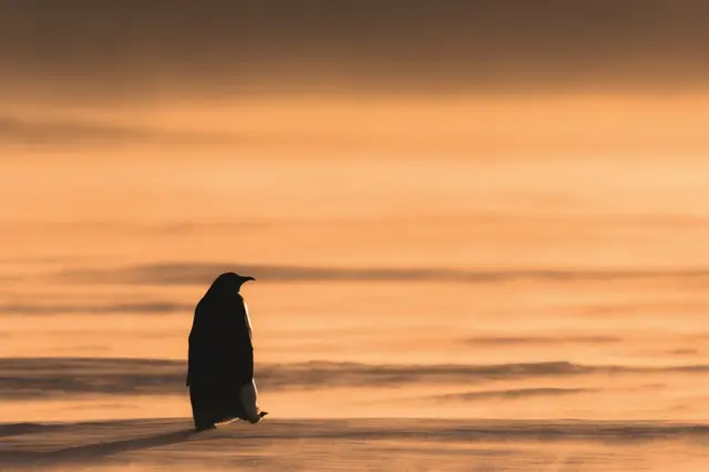 A lone penguin walks on ice during a sunset