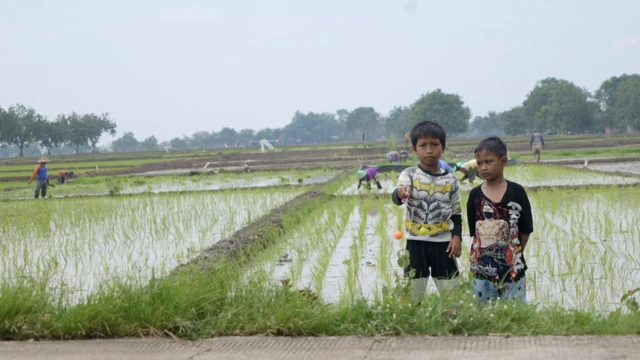 petani perubahan iklim