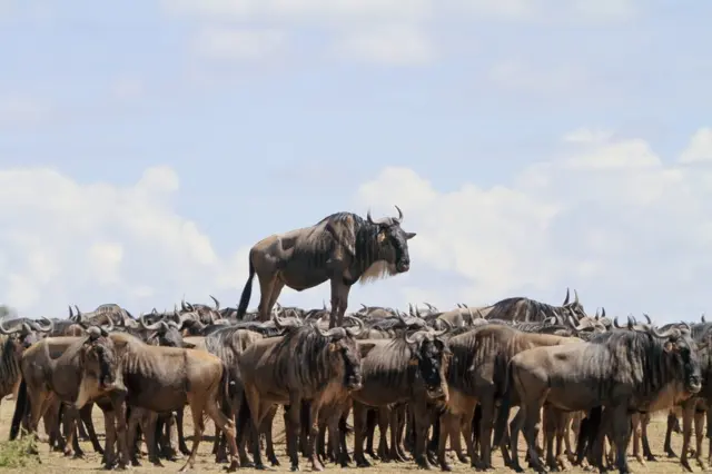 African wildebeest. Photo: Jean-Jacques Alcalay.