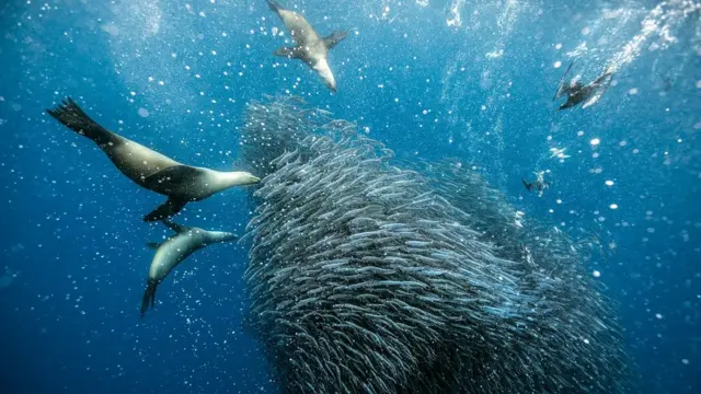 समुद्री जीव, प्लास्टिक