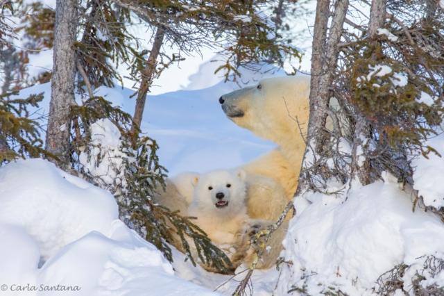 En Qué Se Diferencian Los Osos Polares: ¡Descúbrelo Ahora! - The Polar Bear  World