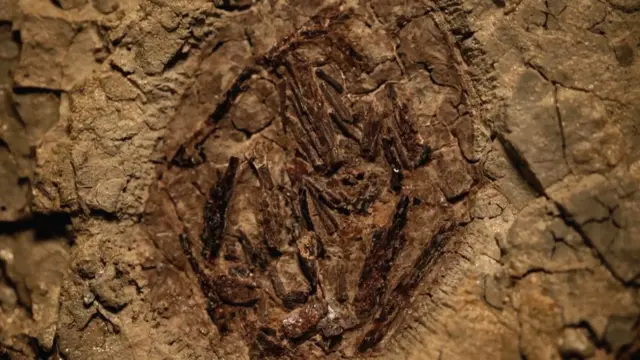 Tanis: Fossil found of dinosaur killed in asteroid strike ...