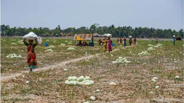 মাটির জৈব উপাদান কমে যাওয়ায় ফসল উৎপাদনে রাসায়নিক সারের উপর নির্ভরতা বাড়ছে।