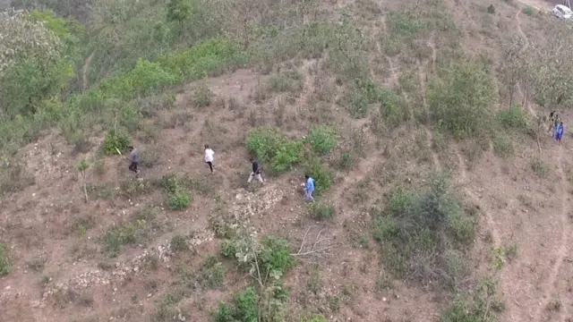 ஆங்காங்கு மரங்கள்