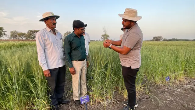 ભાલિયા ઘઉં, ગુજરાતમાં ખેતી, ઘઉંની ખેતી, બીબીસી ગુજરાતી, ભાલ પંથક, અમદાવાદ, સુરેન્દ્રનગર, ભારતમાં ખેતી, શિયાળું પાક