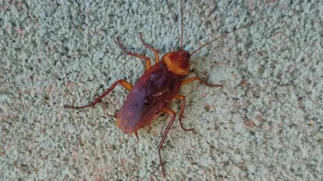 વંદો