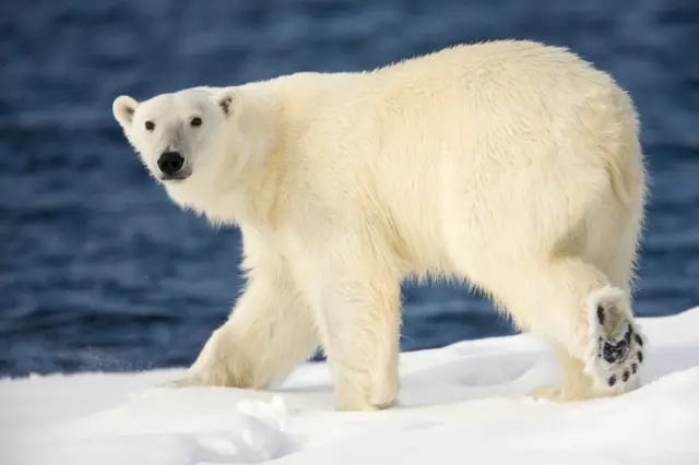 స్వాల్బార్డ్