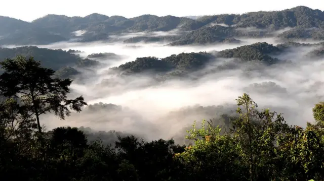 Amasoko yo mu ishyamba rya Nyungwe aha amazi 70% y'u Rwanda