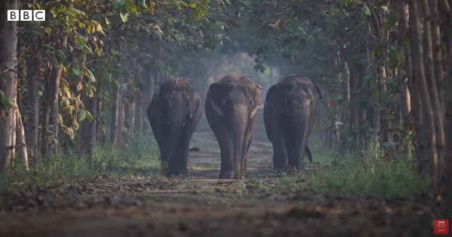 જામનગર 200થી વધુ હાથીઓનું ઘર