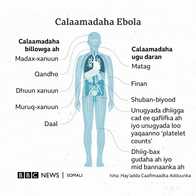 Calaamadaha Ebola