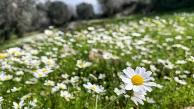 papatya