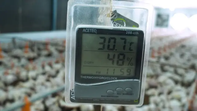 ఈసీ కోళ్ల ఫారాలు 