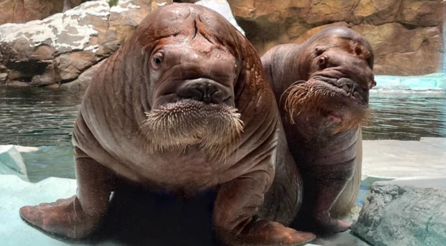 바다코끼리 스무쉬와 카육