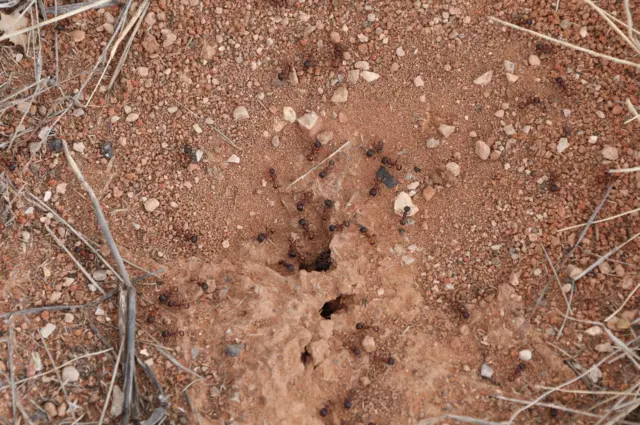 ઊડતા મકોડા કેમ સારા?