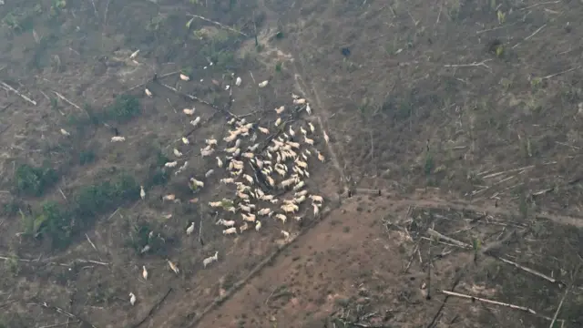 Foto aérea de uma área desmatada com vários bois espalhados. 