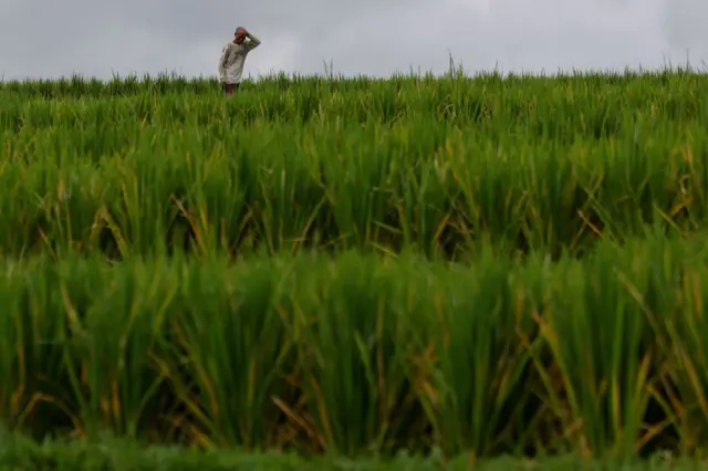 Seorang petani padi memeriksa tanamannya di Penebel, Kabupaten Tabanan, Bali, pada Oktober 2022.