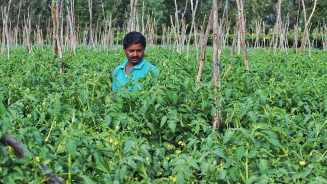 టమోట ధరలు 