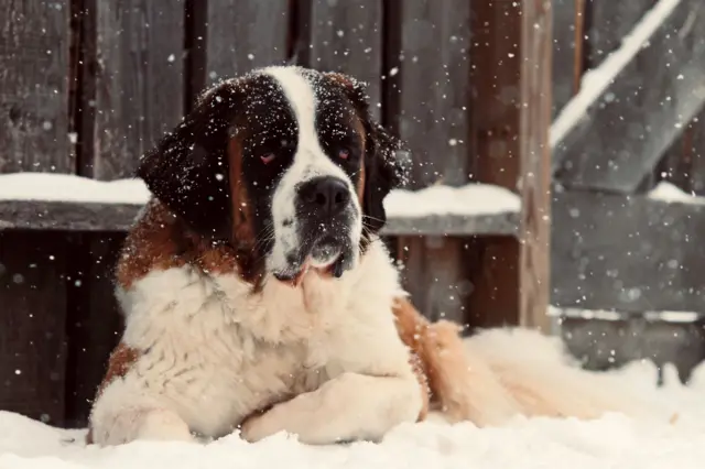 தமிழ்நாடு, நாய்கள்