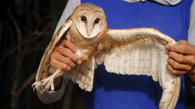 burung hantu, tyto alba