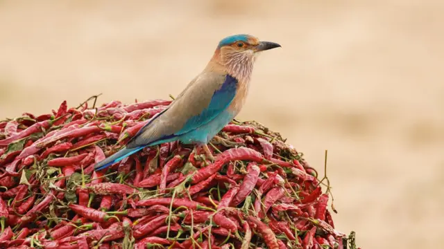 పాలపిట్ట