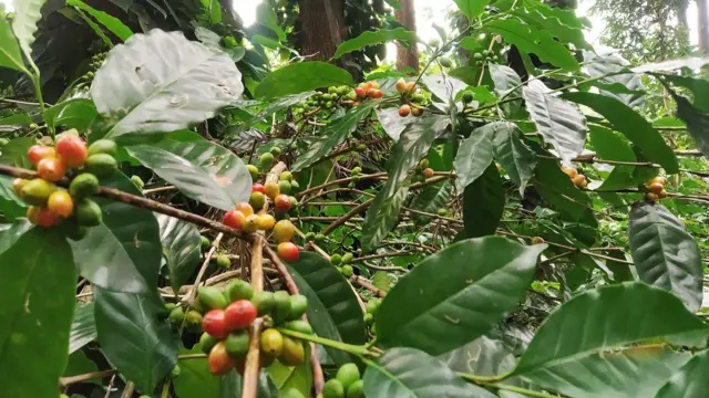 విశాఖ, అరకు, కాఫీ తోటలు, బెర్రీ బోరర్