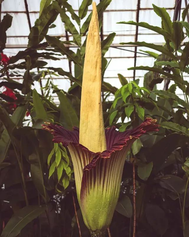 New Reekie mekar di Edinburgh.