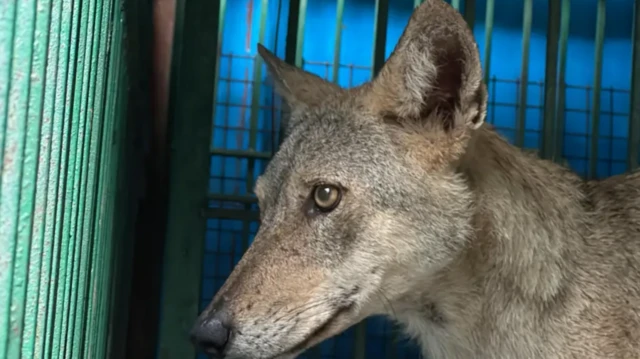 ஓநாய்கள் குறித்த அச்சம் 