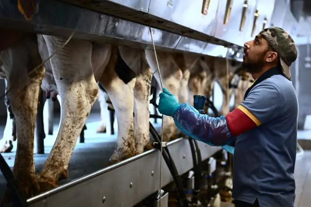 ਇਟਲੀ ਵਿੱਚ ਡੇਅਰੀ ਮਜ਼ਦੂਰ