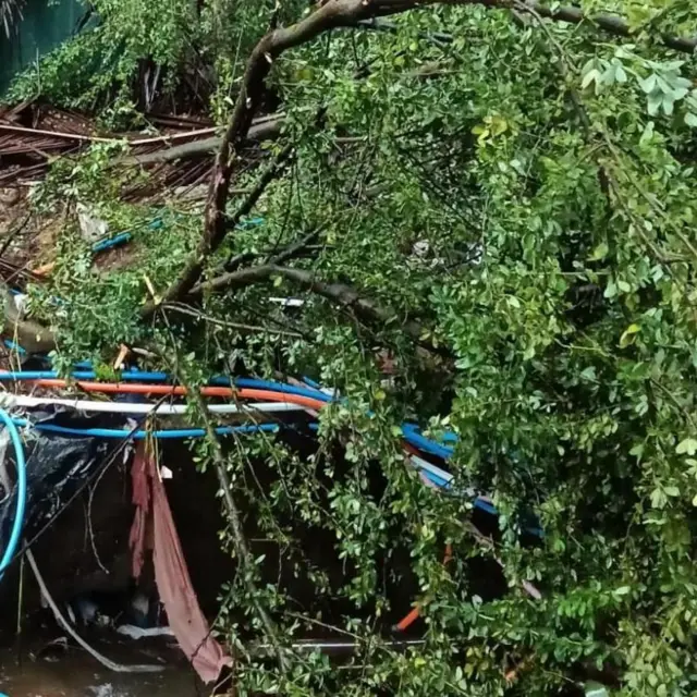 पावसामुळे झाड पडून एका व्यक्तीचा मृत्यू झाल्याची आणखी एक घटना मुंबईतील कुर्ला इथे घडली आहे.
