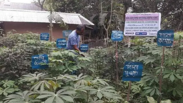 বিভিন্ন জাতের কাসাভার চাষের প্রদর্শনী। 