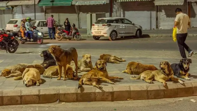 નિષ્ણાતોનું માનવું છે કે સામાન્ય રીતે સહનશીલ કૂતરું પણ ઇજાગ્રસ્ત, બીમાર, ભૂખ્યું અથવા ગભરાયેલું હોય ત્યારે આક્રમક પ્રતિક્રિયા આપી શકે છે